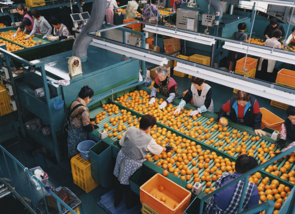 Image of About Fruit Sorting Factory